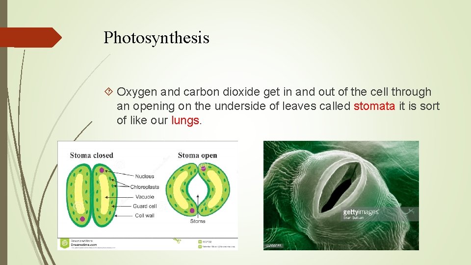 Photosynthesis Oxygen and carbon dioxide get in and out of the cell through an