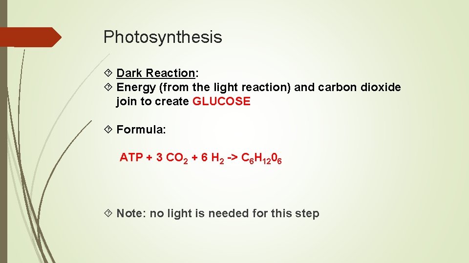 Photosynthesis Dark Reaction: Energy (from the light reaction) and carbon dioxide join to create