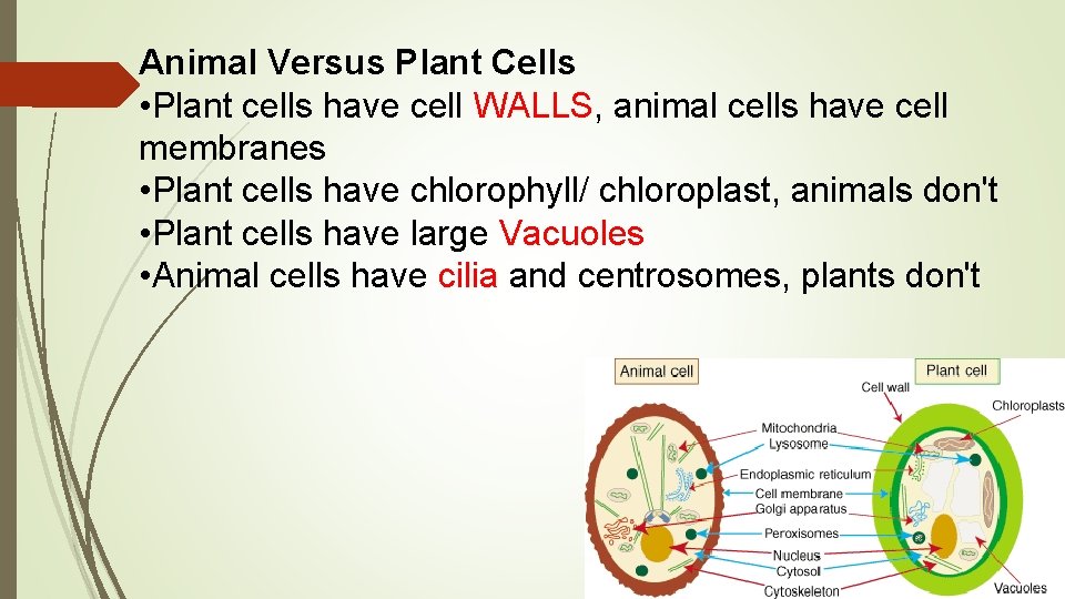 Animal Versus Plant Cells • Plant cells have cell WALLS, animal cells have cell