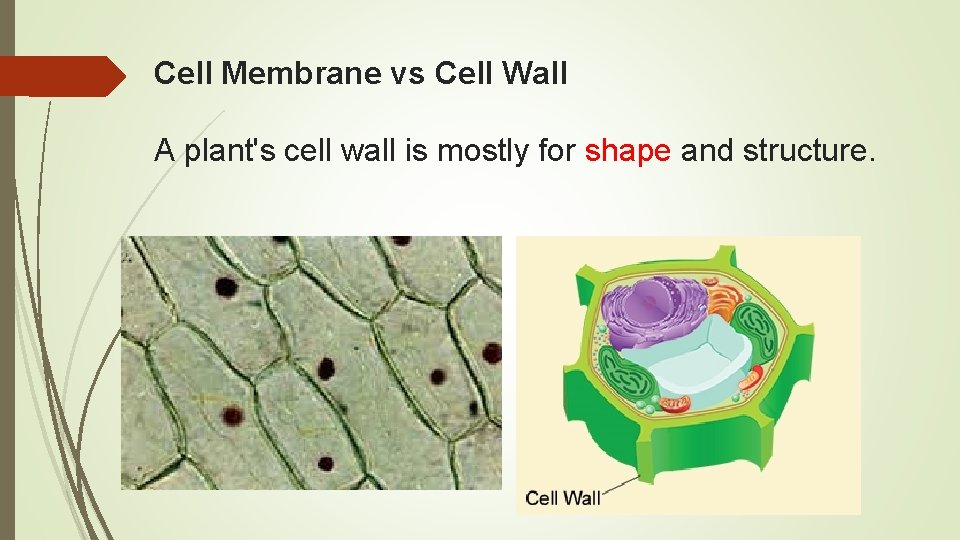 Cell Membrane vs Cell Wall A plant's cell wall is mostly for shape and