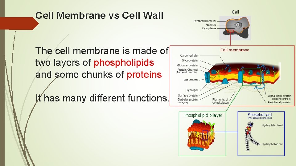 Cell Membrane vs Cell Wall The cell membrane is made of two layers of