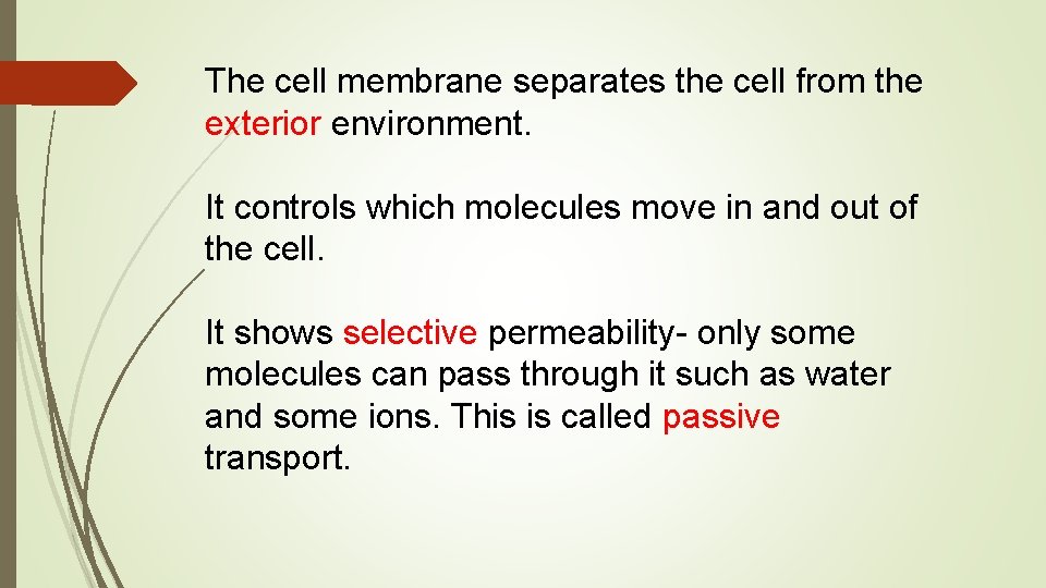 The cell membrane separates the cell from the exterior environment. It controls which molecules