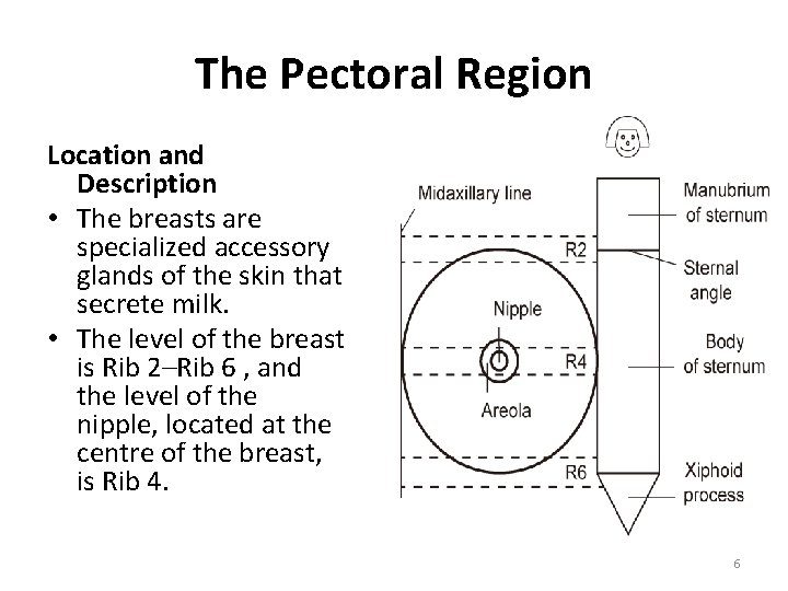 The Pectoral Region Location and Description • The breasts are specialized accessory glands of