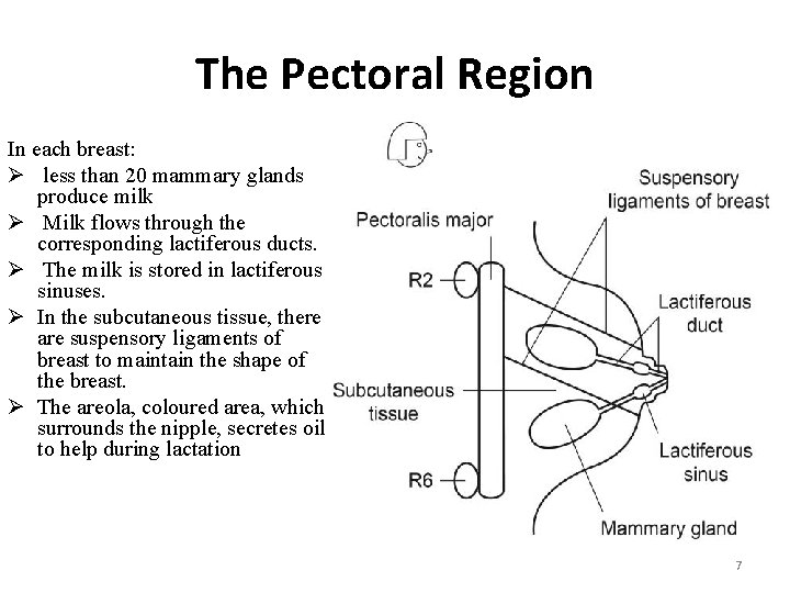 The Pectoral Region In each breast: Ø less than 20 mammary glands produce milk