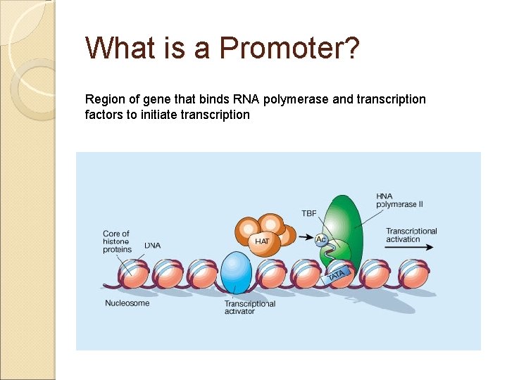 What is a Promoter? Region of gene that binds RNA polymerase and transcription factors