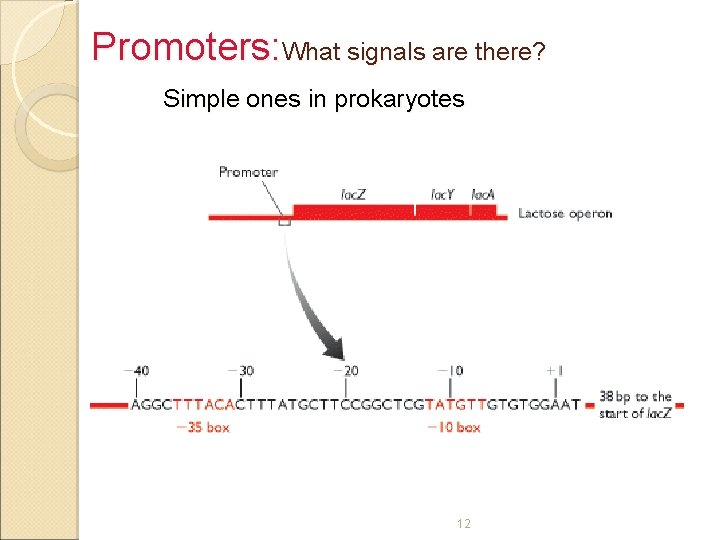 Promoters: What signals are there? Simple ones in prokaryotes 12 