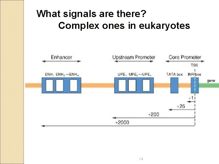 What signals are there? Complex ones in eukaryotes 14 