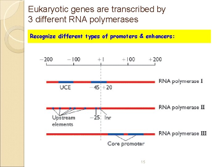 Eukaryotic genes are transcribed by 3 different RNA polymerases Recognize different types of promoters