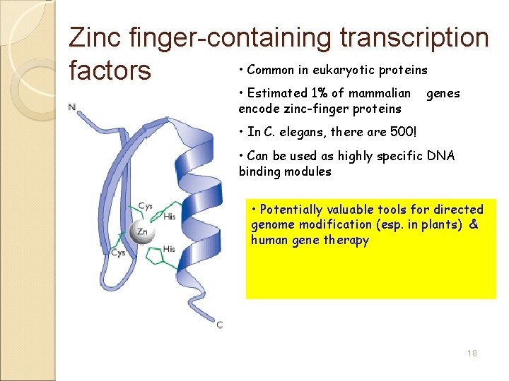 Zinc finger-containing transcription • Common in eukaryotic proteins factors • Estimated 1% of mammalian