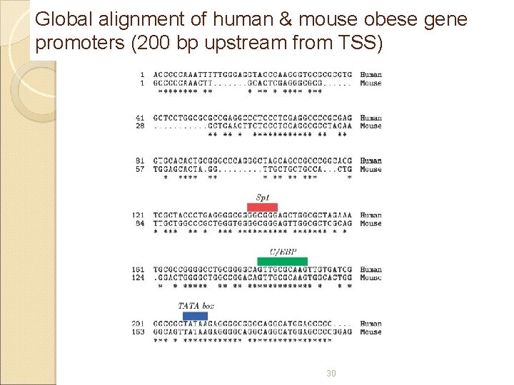 Global alignment of human & mouse obese gene promoters (200 bp upstream from TSS)