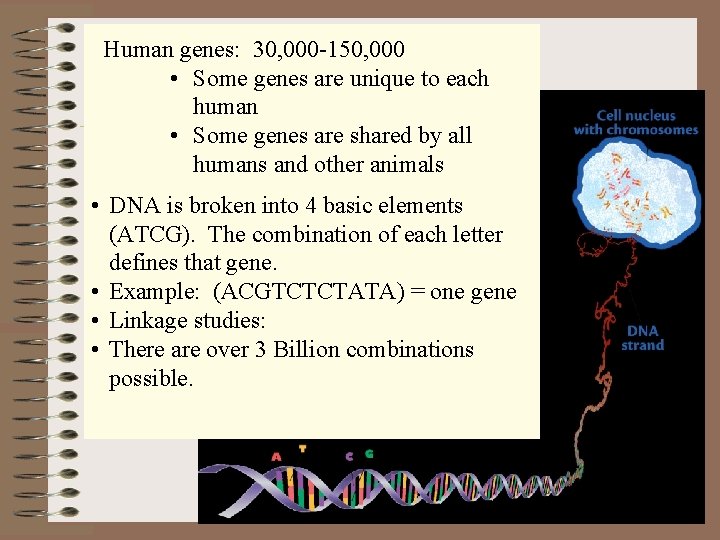 Human genes: 30, 000 -150, 000 • Some genes are unique to each human
