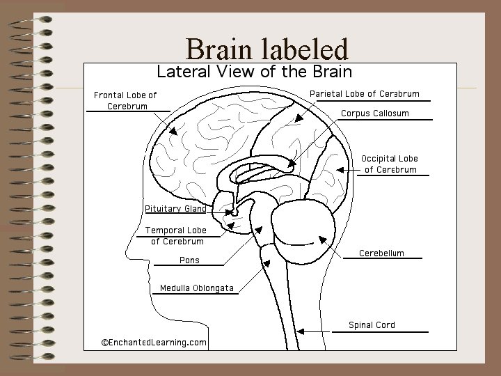 Brain labeled 
