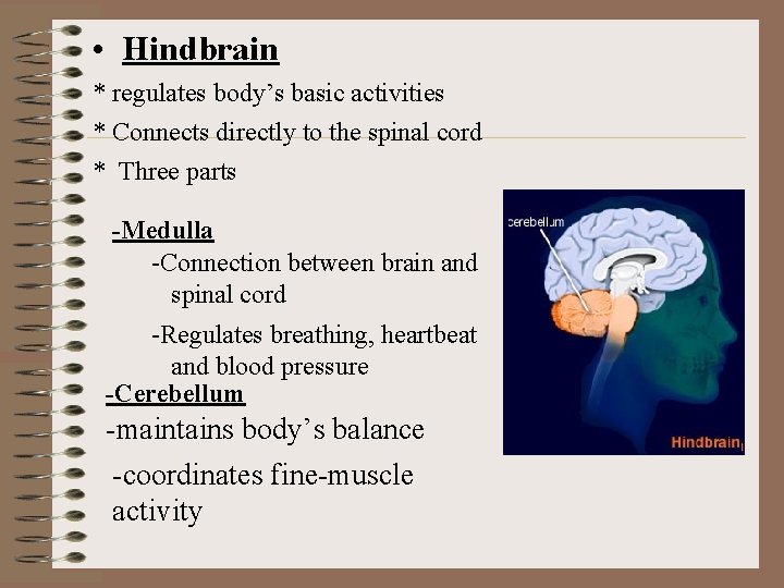  • Hindbrain * regulates body’s basic activities * Connects directly to the spinal