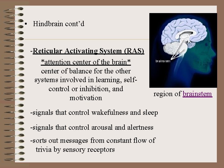  • Hindbrain cont’d -Reticular Activating System (RAS) *attention center of the brain* center