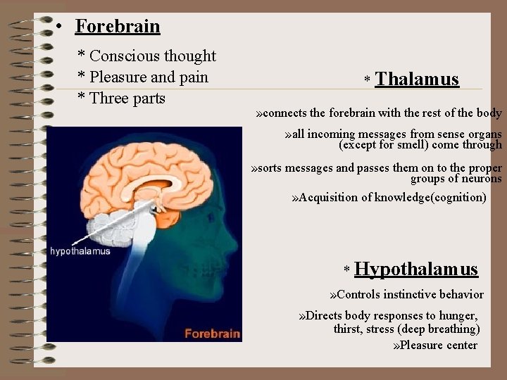  • Forebrain * Conscious thought * Pleasure and pain * Three parts *