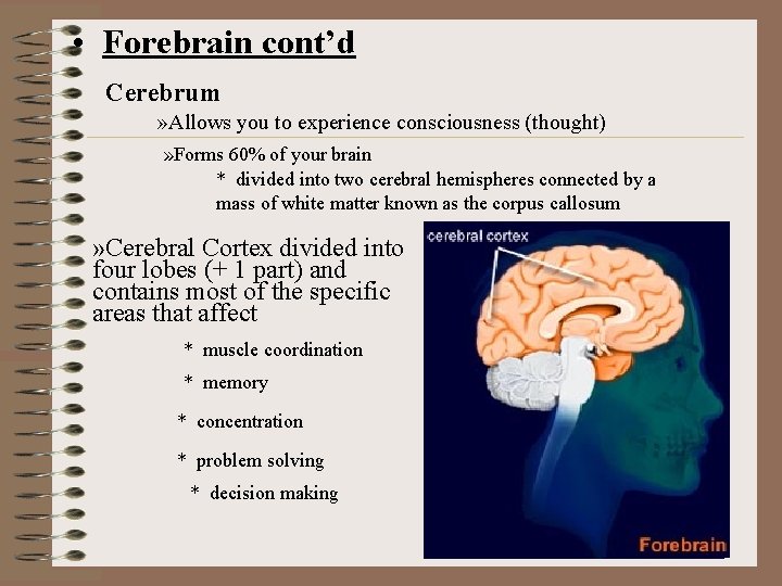  • Forebrain cont’d Cerebrum » Allows you to experience consciousness (thought) » Forms