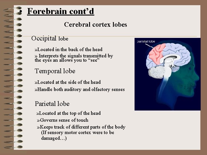  • Forebrain cont’d Cerebral cortex lobes Occipital lobe » Located in the back