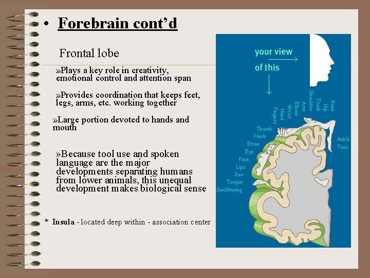  • Forebrain cont’d Frontal lobe » Plays a key role in creativity, emotional