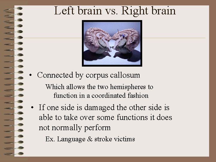 Left brain vs. Right brain • Connected by corpus callosum Which allows the two