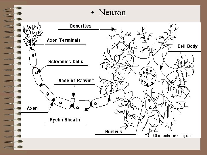  • Neuron 