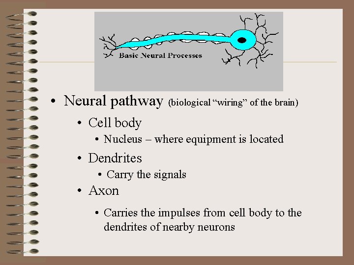  • Neural pathway (biological “wiring” of the brain) • Cell body • Nucleus