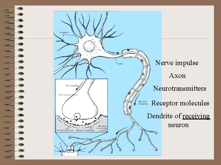 Nerve impulse Axon Neurotransmitters Receptor molecules Dendrite of receiving neuron 