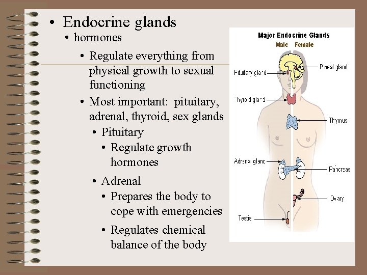  • Endocrine glands • hormones • Regulate everything from physical growth to sexual