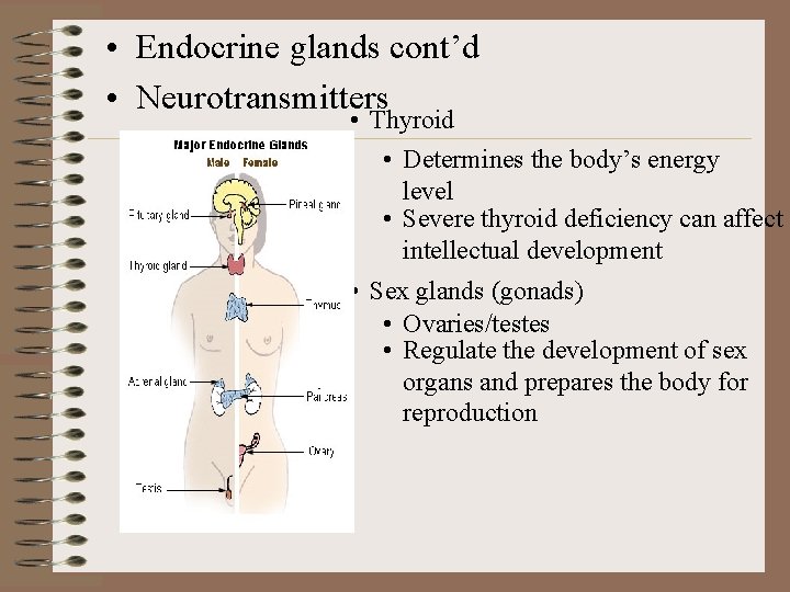  • Endocrine glands cont’d • Neurotransmitters • Thyroid • Determines the body’s energy