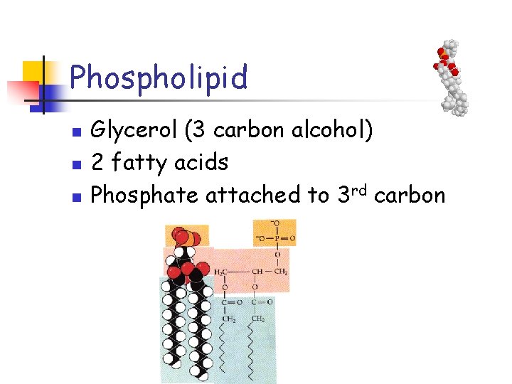 Phospholipid n n n Glycerol (3 carbon alcohol) 2 fatty acids Phosphate attached to