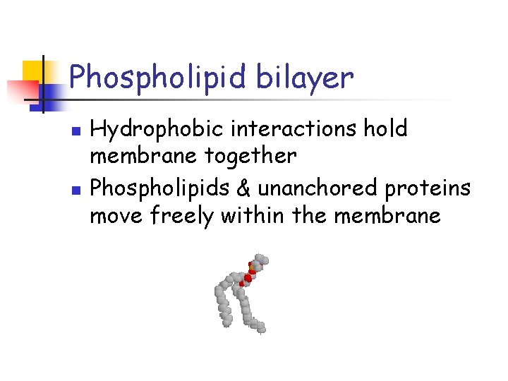 Phospholipid bilayer n n Hydrophobic interactions hold membrane together Phospholipids & unanchored proteins move