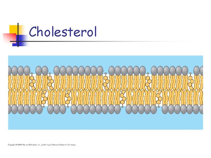 Cholesterol 