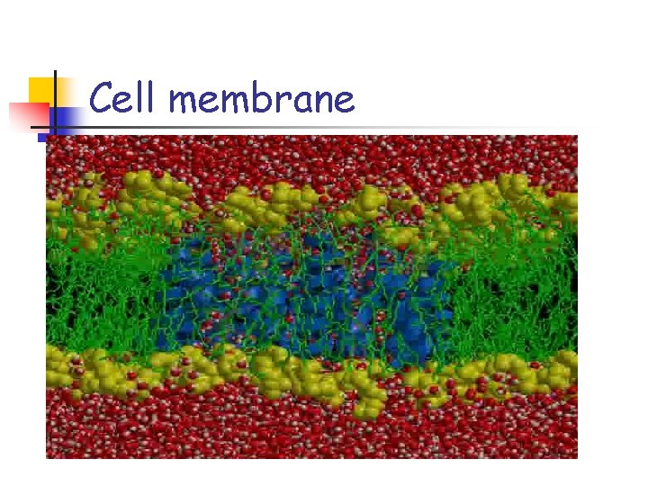 Cell membrane 