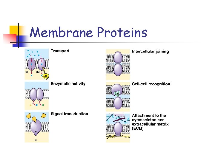 Membrane Proteins 