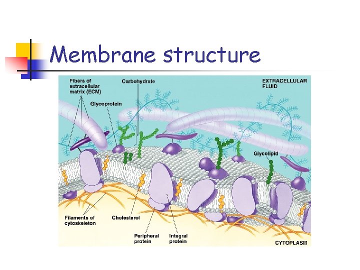 Membrane structure 