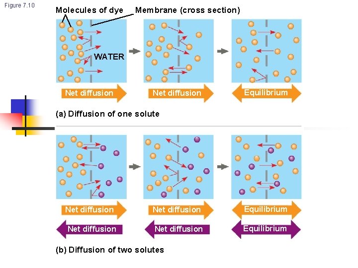 Figure 7. 10 Molecules of dye Membrane (cross section) WATER Net diffusion Equilibrium (a)