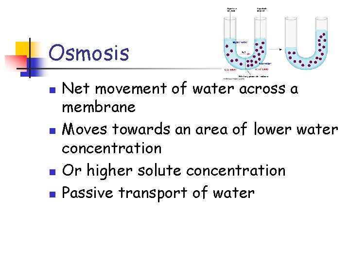 Osmosis n n Net movement of water across a membrane Moves towards an area