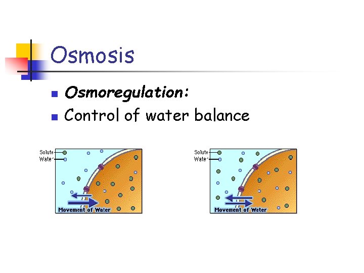 Osmosis n n Osmoregulation: Control of water balance 