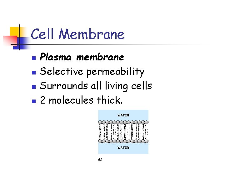 Cell Membrane n n Plasma membrane Selective permeability Surrounds all living cells 2 molecules