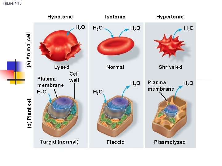 Figure 7. 12 Hypotonic Isotonic (a) Animal cell H 2 O Lysed H 2