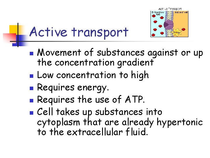 Active transport n n n Movement of substances against or up the concentration gradient