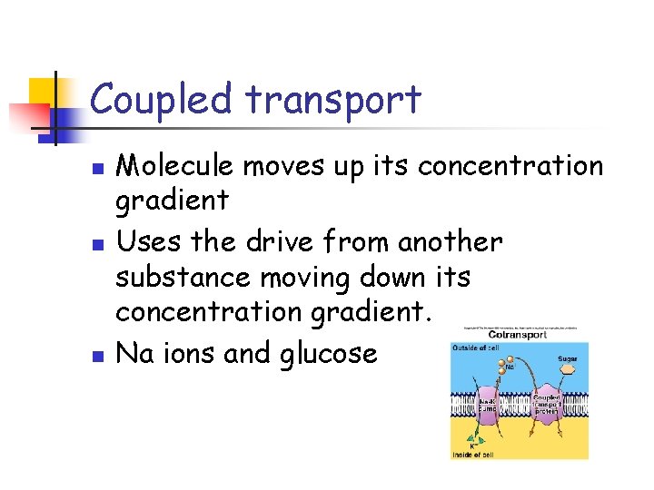 Coupled transport n n n Molecule moves up its concentration gradient Uses the drive