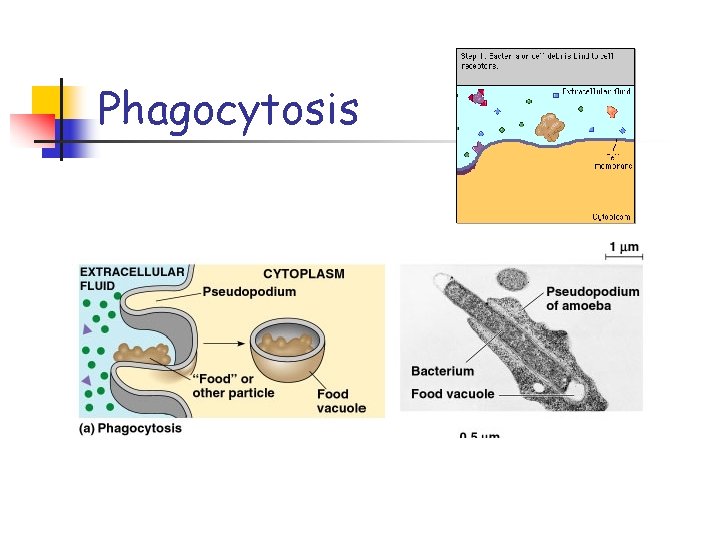 Phagocytosis 