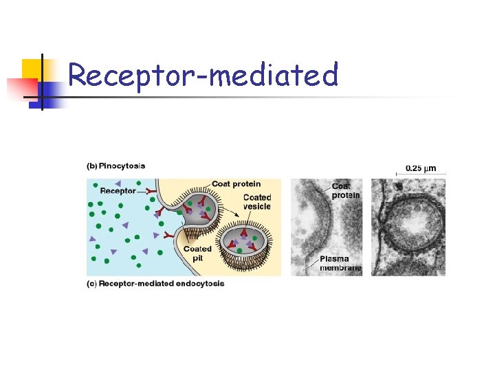 Receptor-mediated 