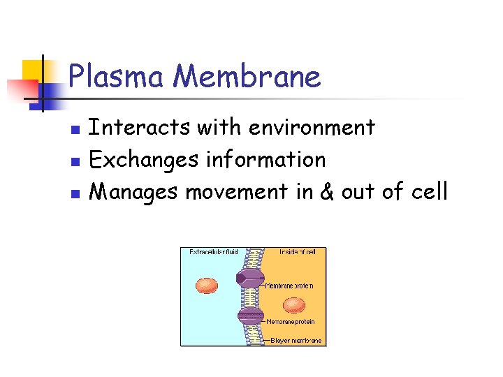 Plasma Membrane n n n Interacts with environment Exchanges information Manages movement in &