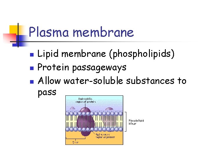 Plasma membrane n n n Lipid membrane (phospholipids) Protein passageways Allow water-soluble substances to