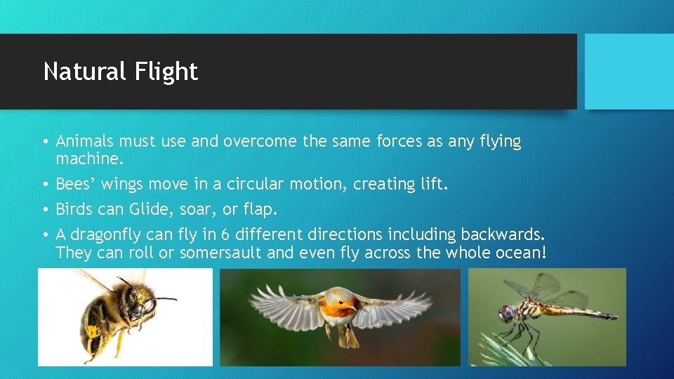 Natural Flight • Animals must use and overcome the same forces as any flying