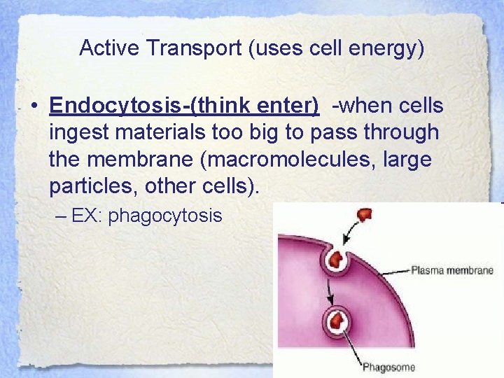 Active Transport (uses cell energy) • Endocytosis-(think enter) -when cells ingest materials too big