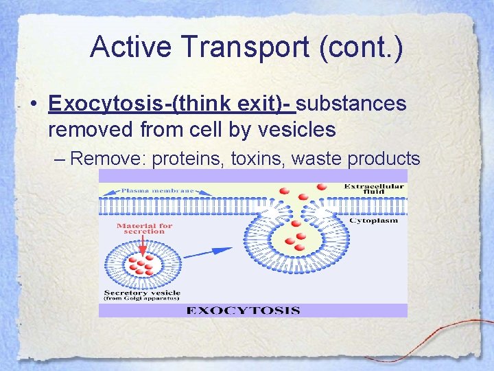 Active Transport (cont. ) • Exocytosis-(think exit)- substances removed from cell by vesicles –