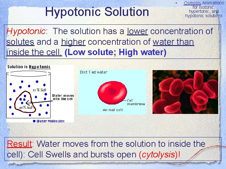 Hypotonic Solution • Osmosis Animations for isotonic, hypertonic, and hypotonic solutions Hypotonic: The solution