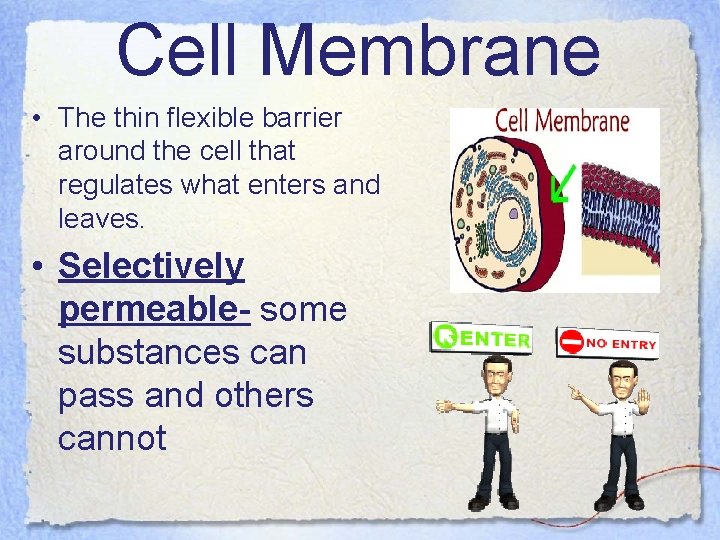 Cell Membrane • The thin flexible barrier around the cell that regulates what enters
